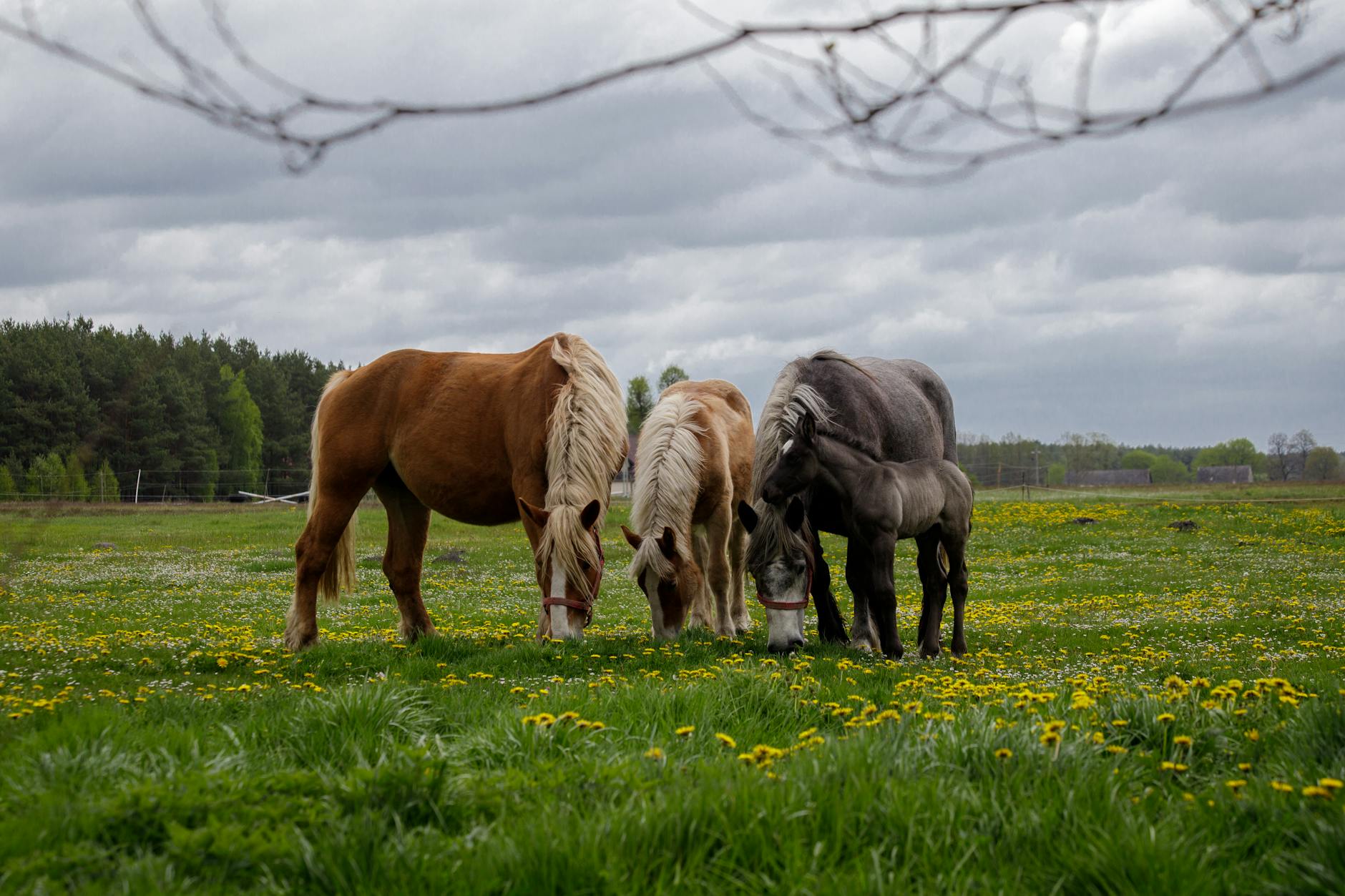Widok na panoramę miasta Kobyłka z dominującym kościołem i nowoczesną zabudową.