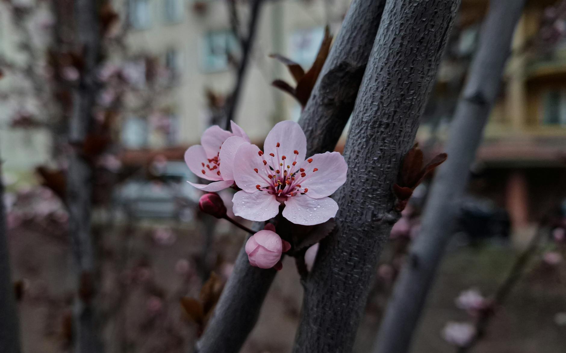 Za 5 dni: Kobyłka zakwitnie! Spektakl wiśni i czereśni