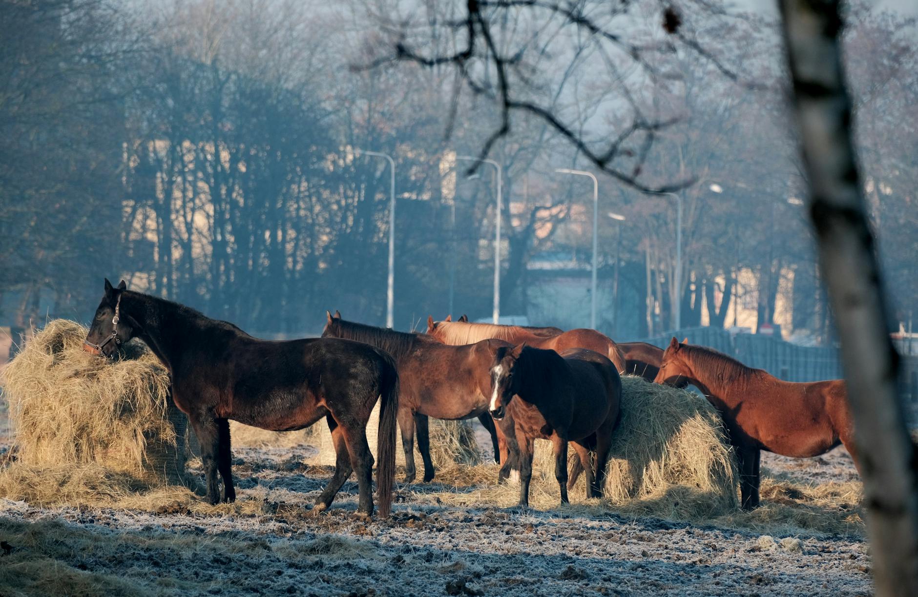 Młode sadzonki warzyw przygotowane do posadzenia w ogrodzie po ustąpieniu przymrozków.